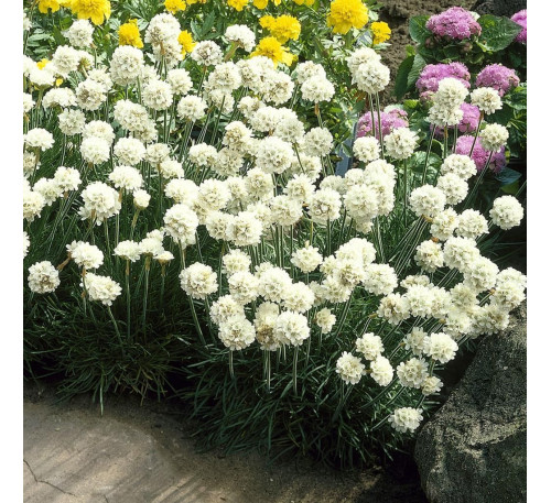 Армерія прекрасна Альба (A. formosa  Alba)